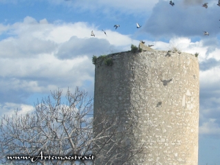 Bisceglie - Torre Longa