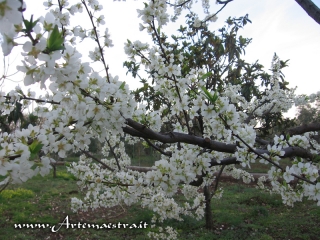 Giovinazzo - Mandorli in fiore